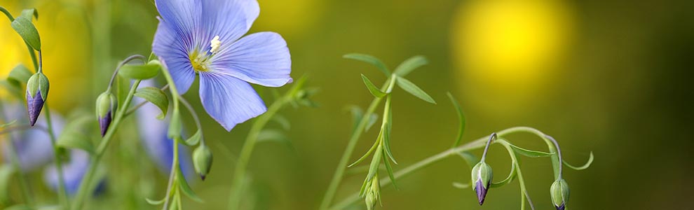 The Linen Industry - Blue Flax Flower